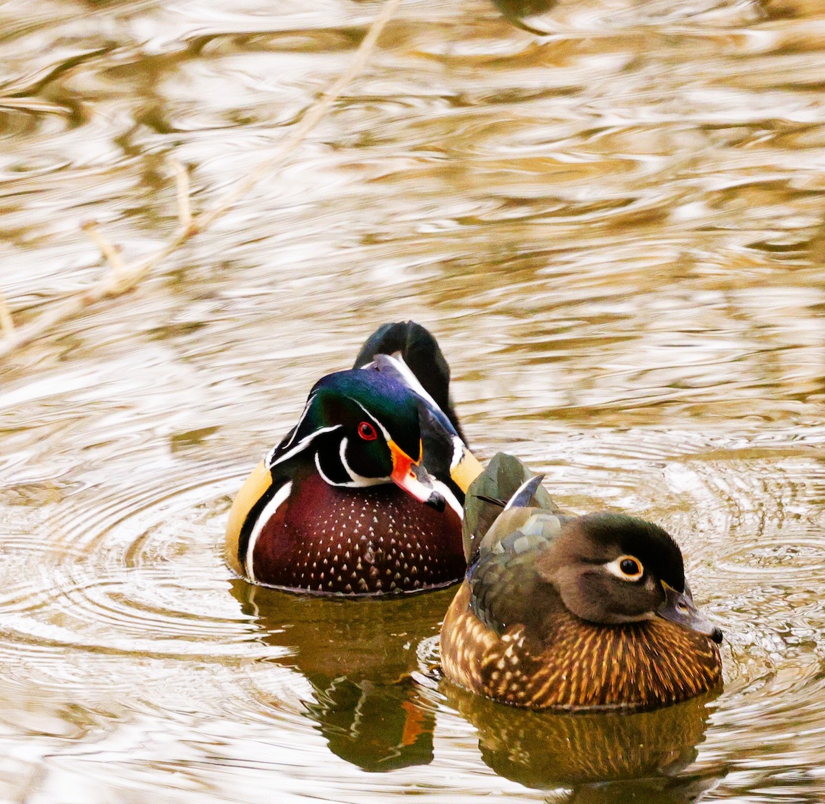 Ahate karolinarra - ML647326204