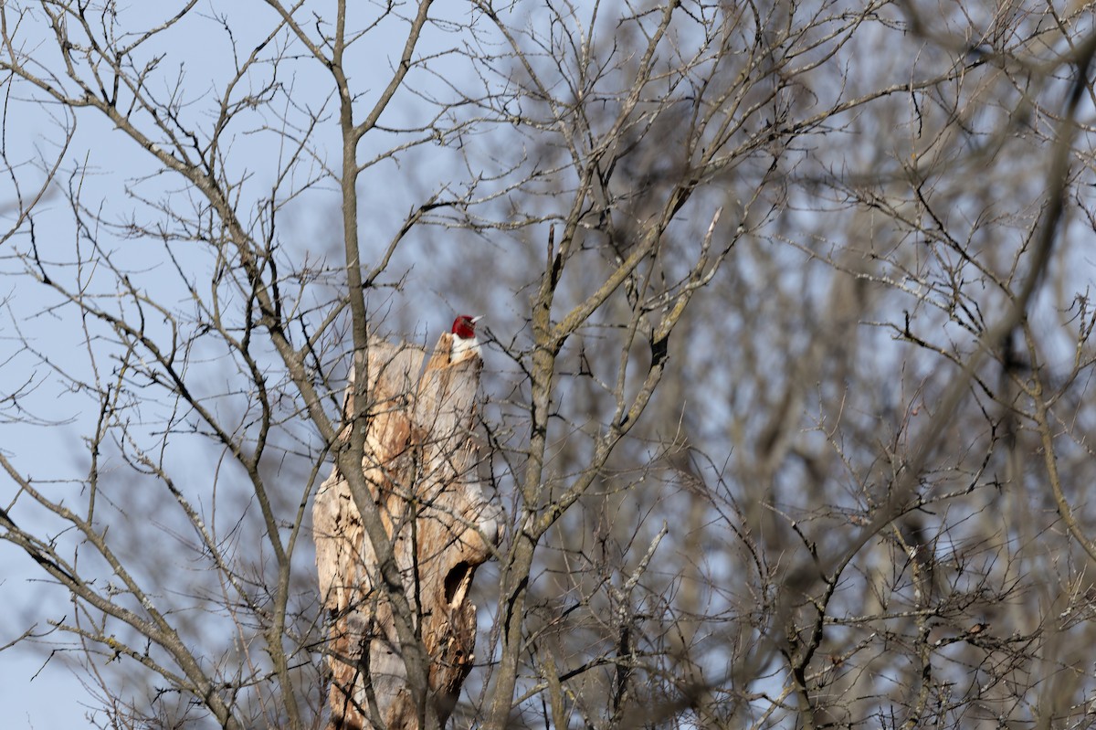 Red-headed Woodpecker - ML647326223