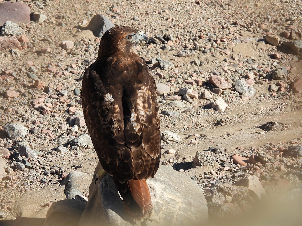 Poiana codarossa - ML647326226