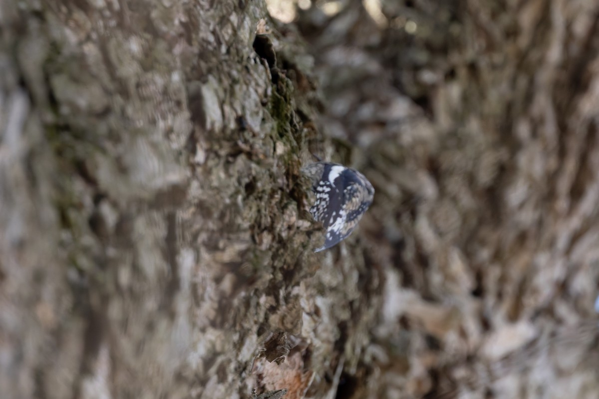 Yellow-bellied Sapsucker - ML647326227