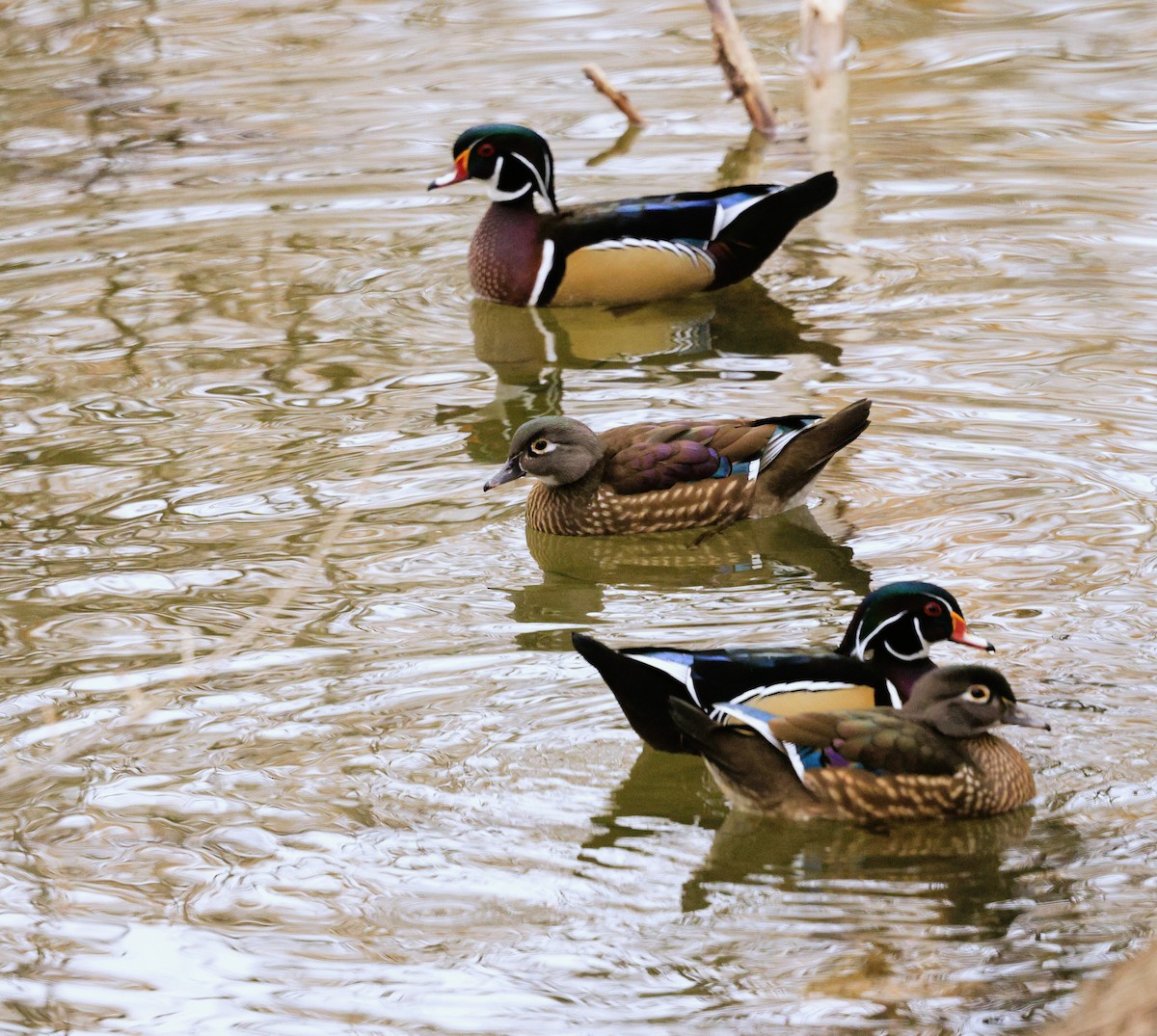 Ahate karolinarra - ML647326229