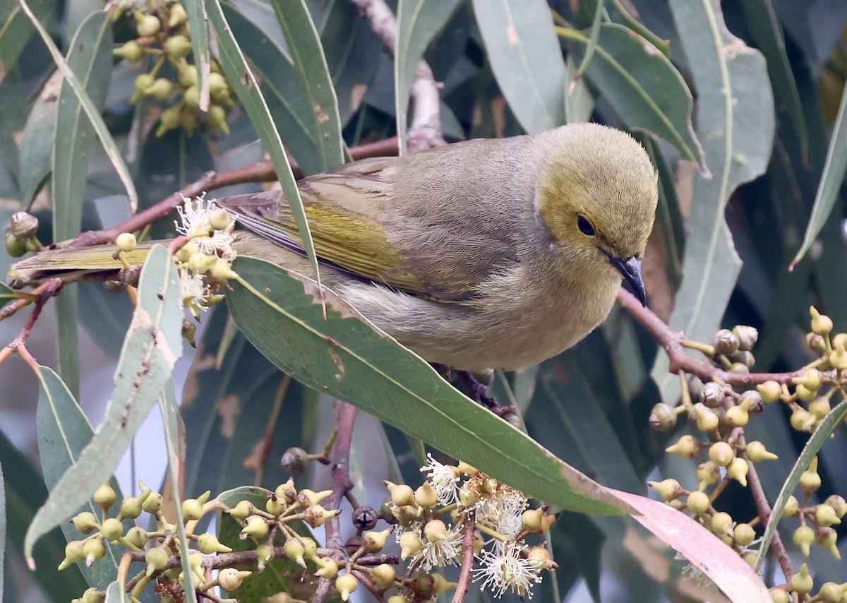 hvitsmykkehonningeter - ML647326235