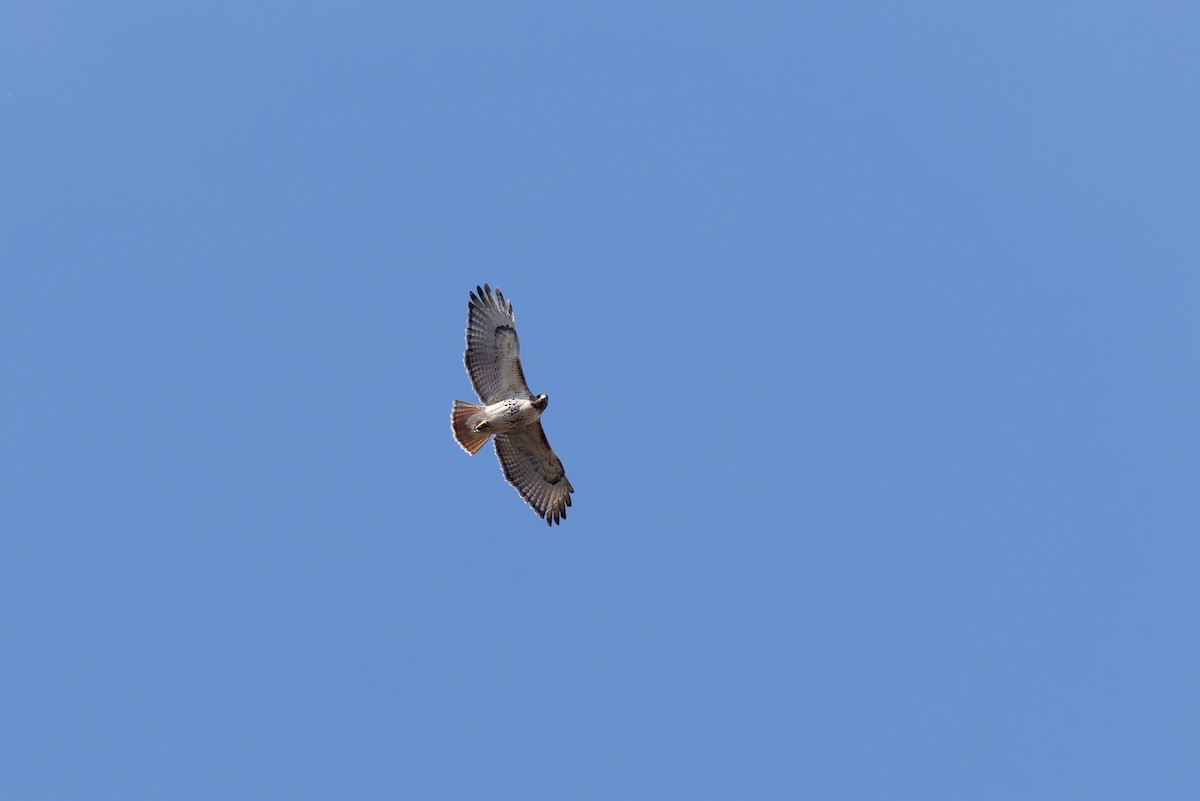 Red-tailed Hawk - ML647326238