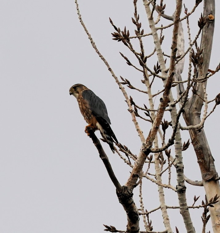 Smeriglio - ML647326255