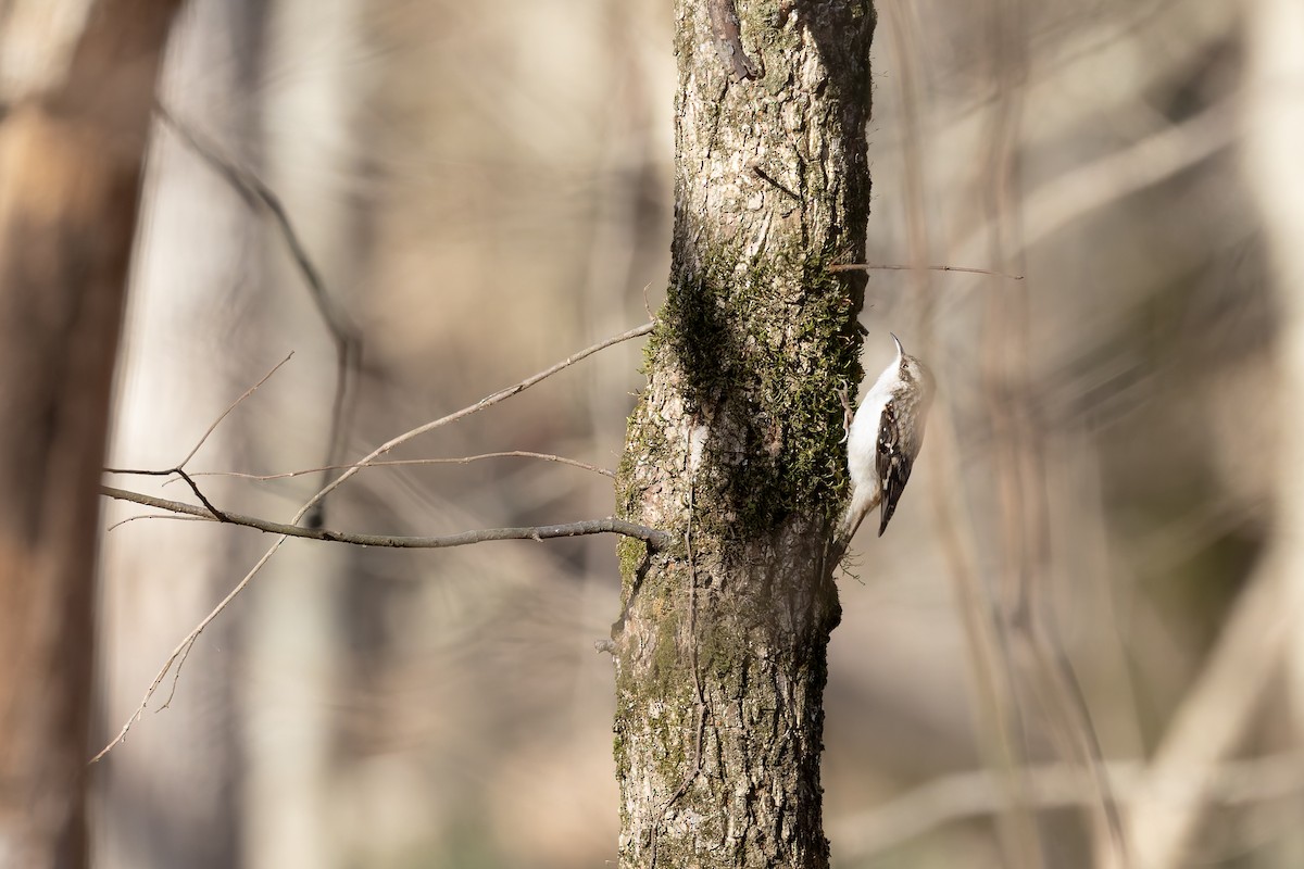 Brown Creeper - ML647326256