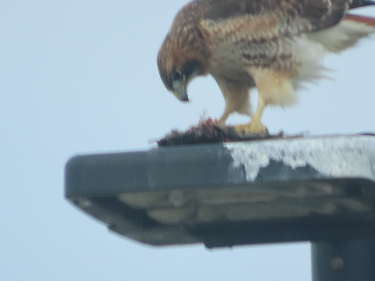 Red-tailed Hawk - ML647326262