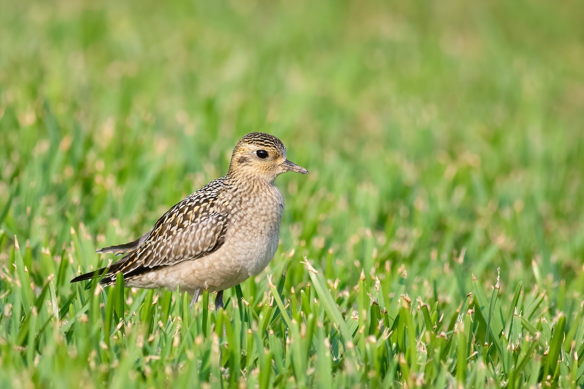 Pacific Golden-Plover - ML647326265