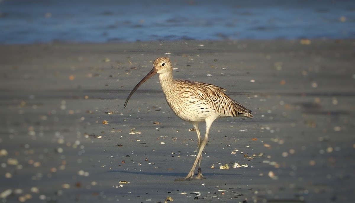 Eurasian Curlew - ML647326266