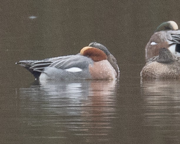 Eurasian Wigeon - ML647326267