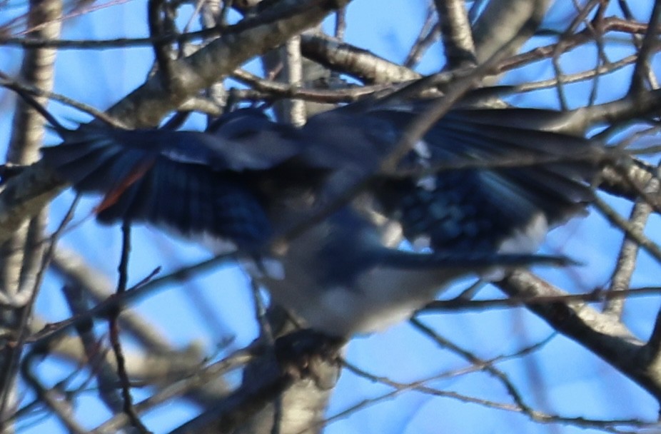 Blue Jay - ML647326268