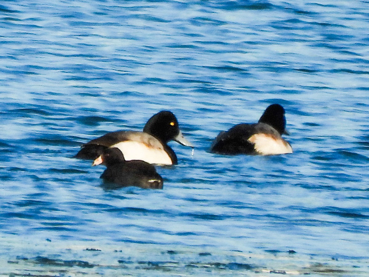 Greater Scaup - ML647326269