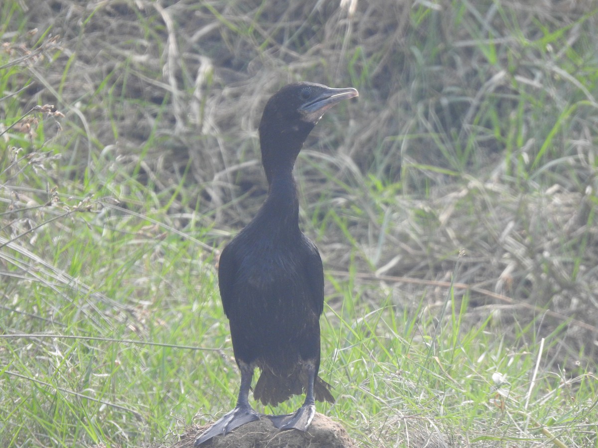 Little Cormorant - ML647326270