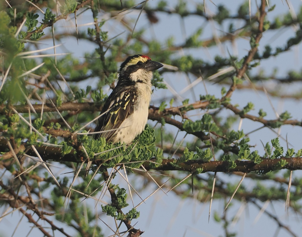 Red-fronted Barbet - ML647326271