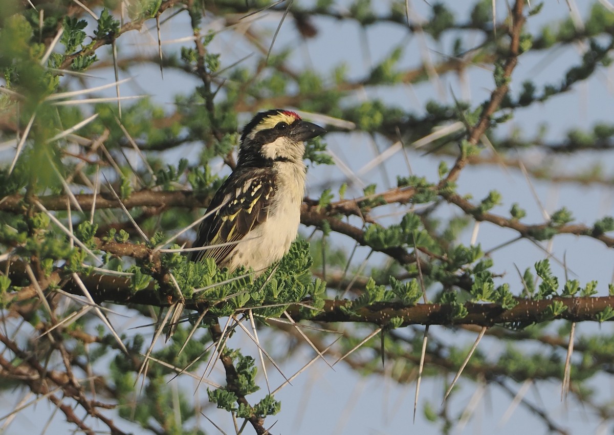 Red-fronted Barbet - ML647326272