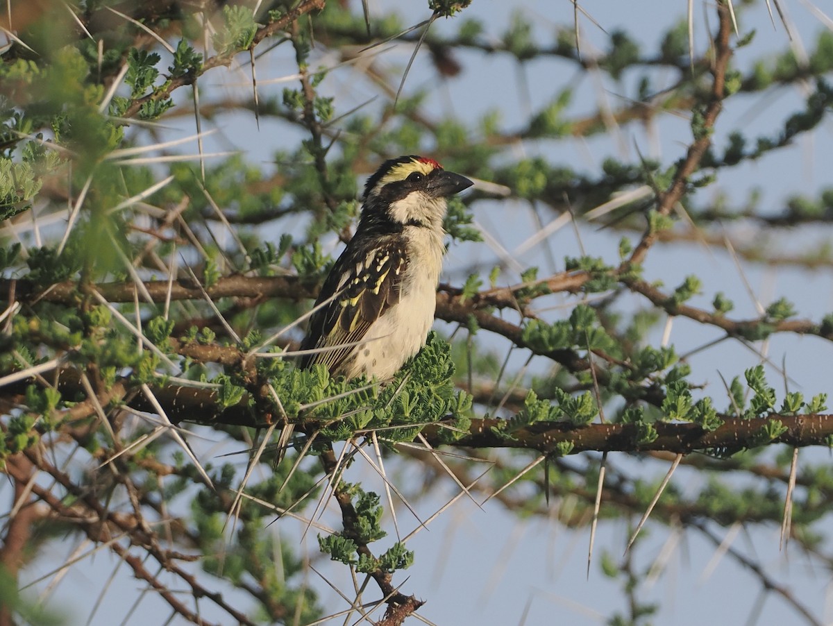 Red-fronted Barbet - ML647326273