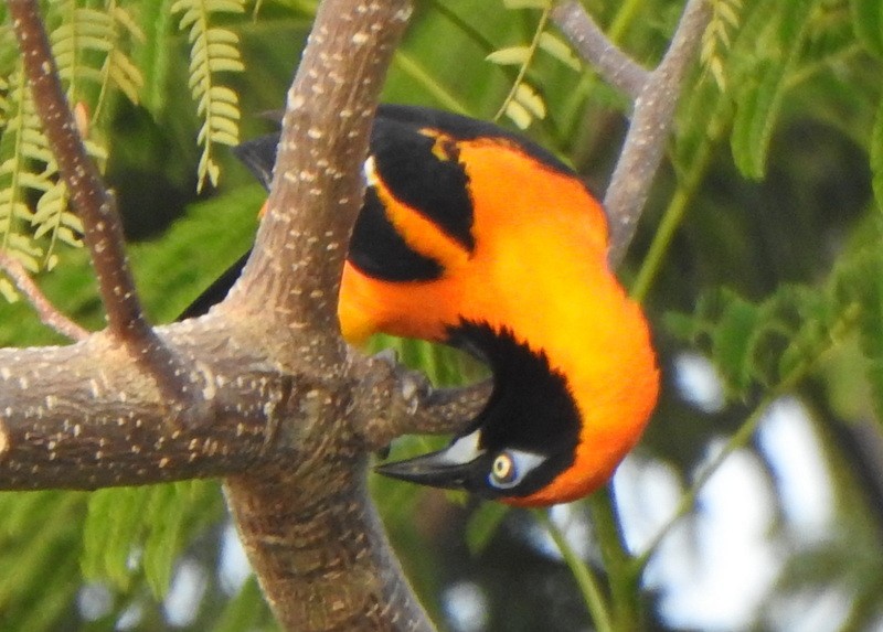 Orange-backed Troupial - ML647326274