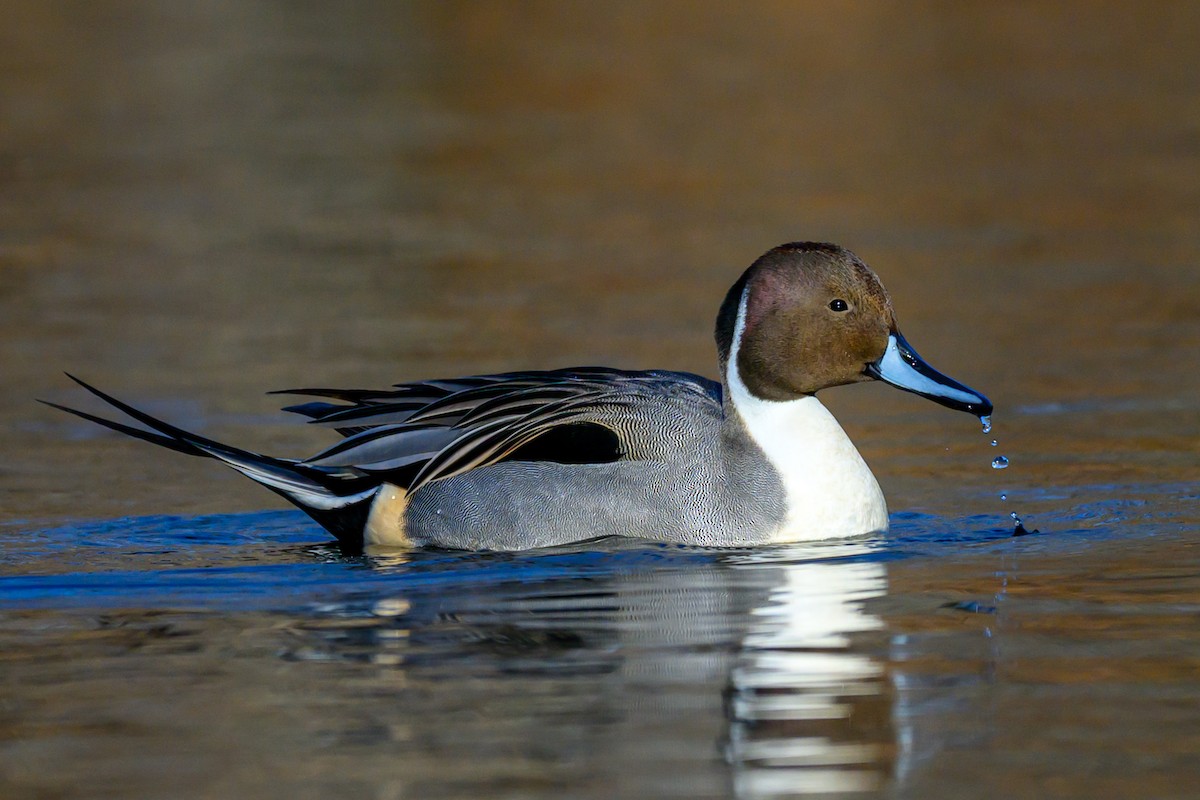 Northern Pintail - ML647326276