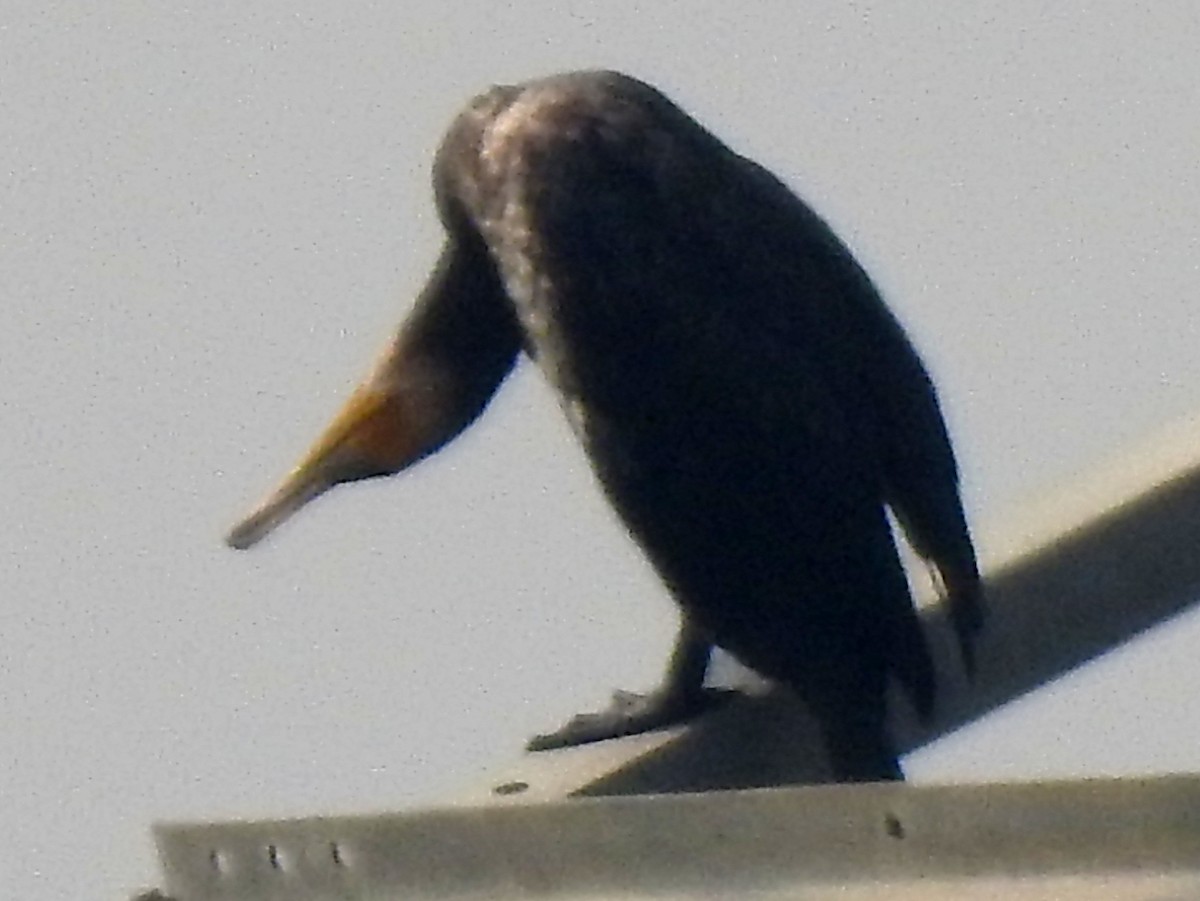 Great Cormorant - ML647326277
