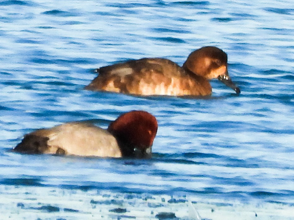 Redhead - ML647326279