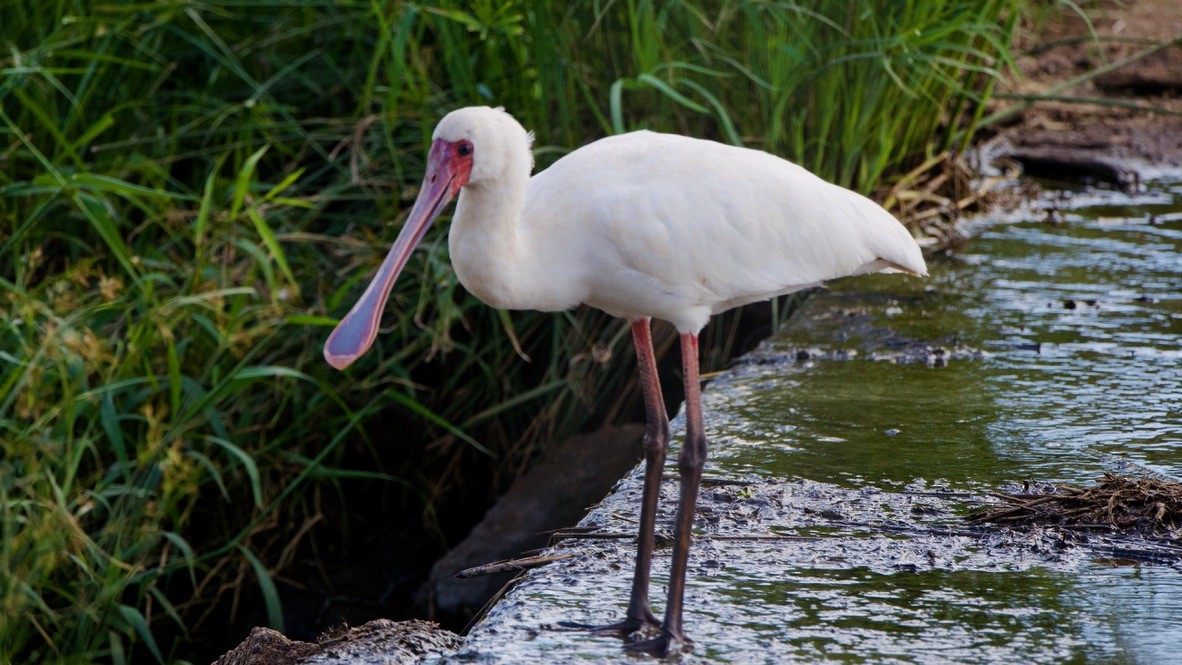 African Spoonbill - ML647326280
