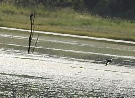 Чирянка-крихітка чорношия - ML647326281