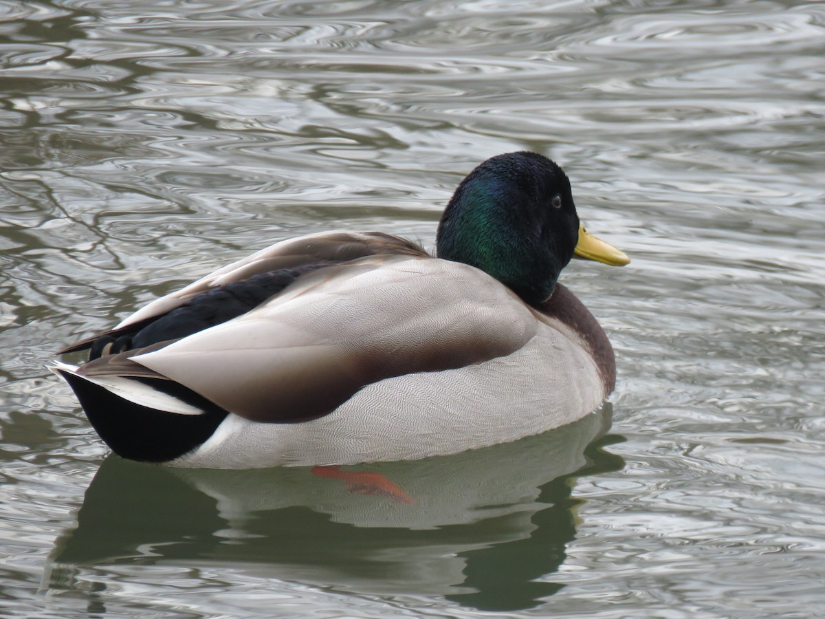 Mallard - ML647326282