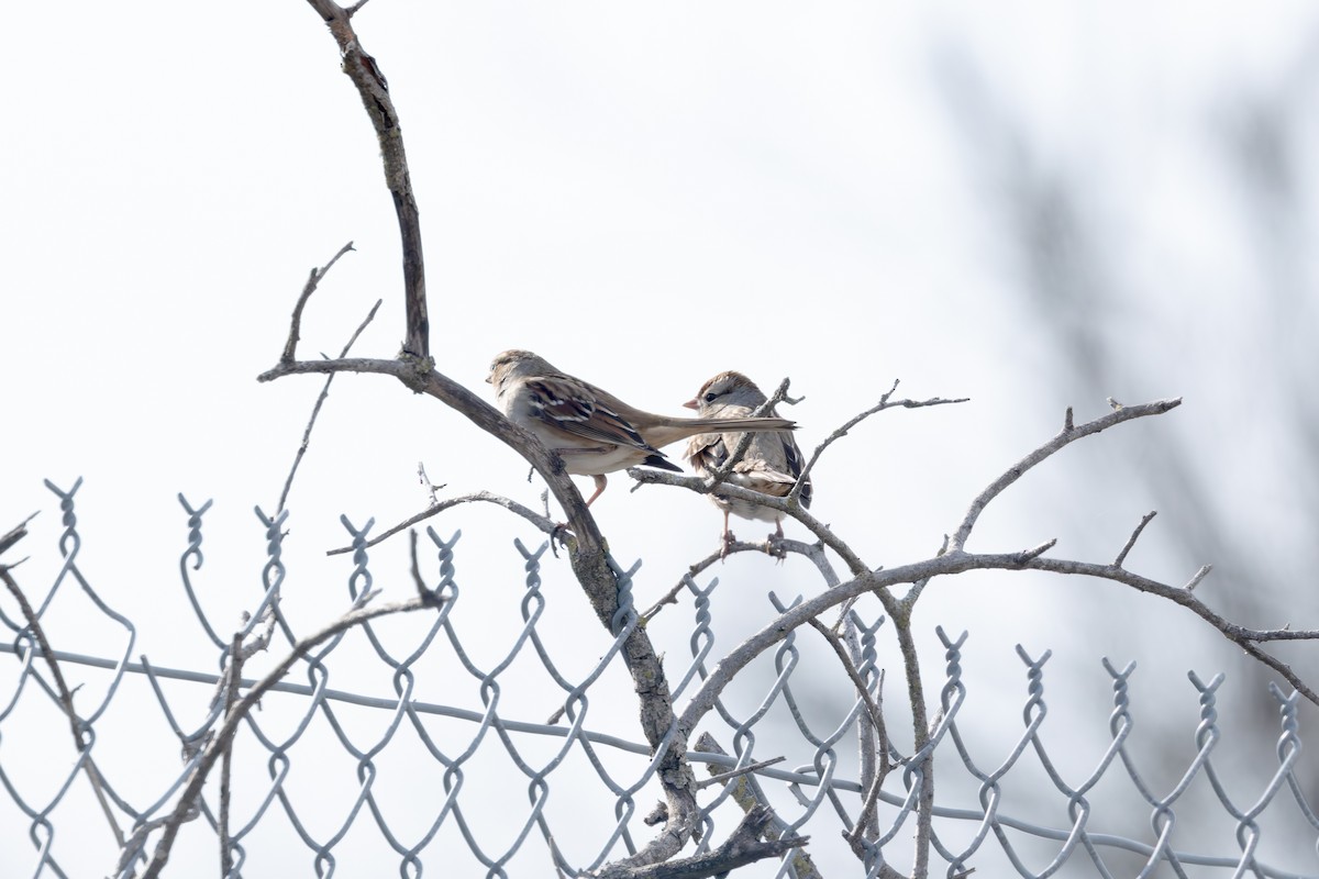 White-crowned Sparrow - ML647326283