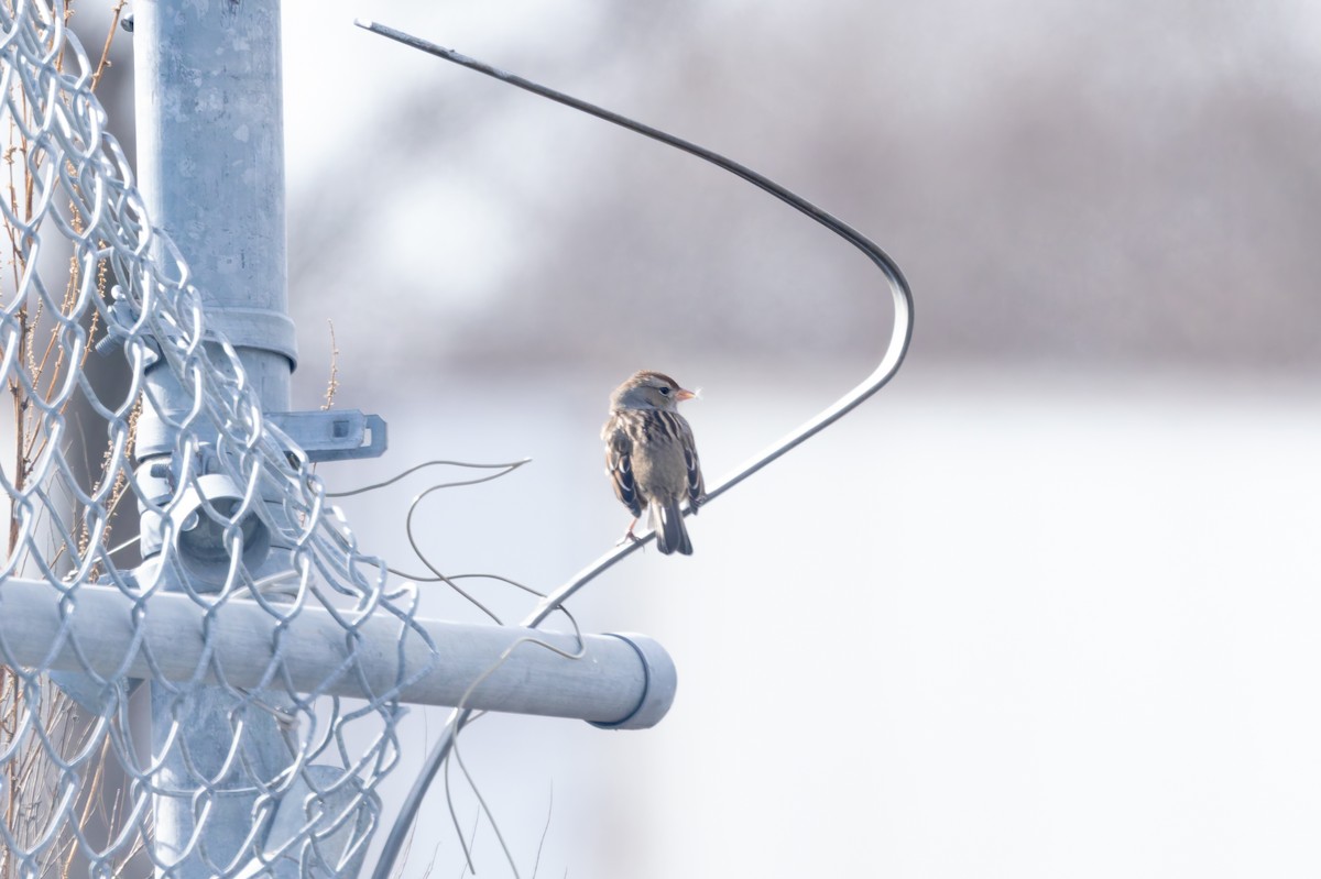 White-crowned Sparrow - ML647326285