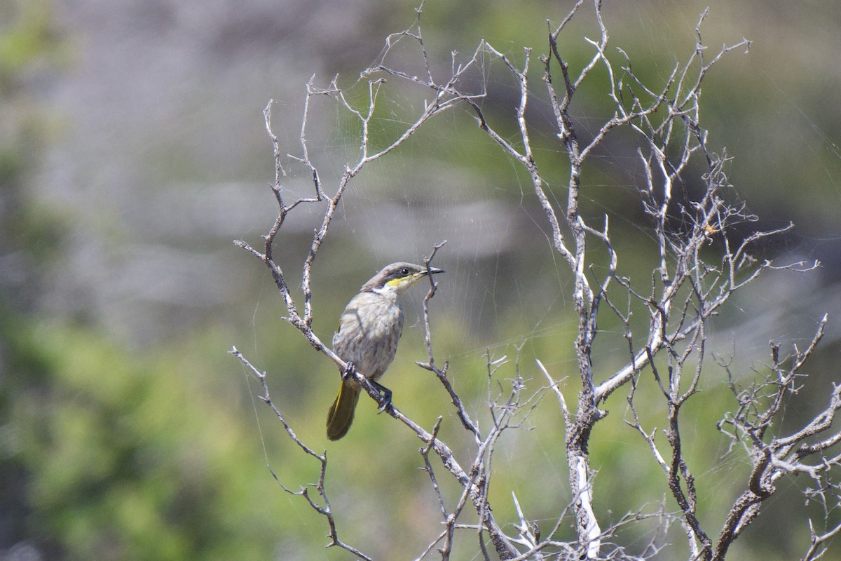 Singing Honeyeater - ML647326286