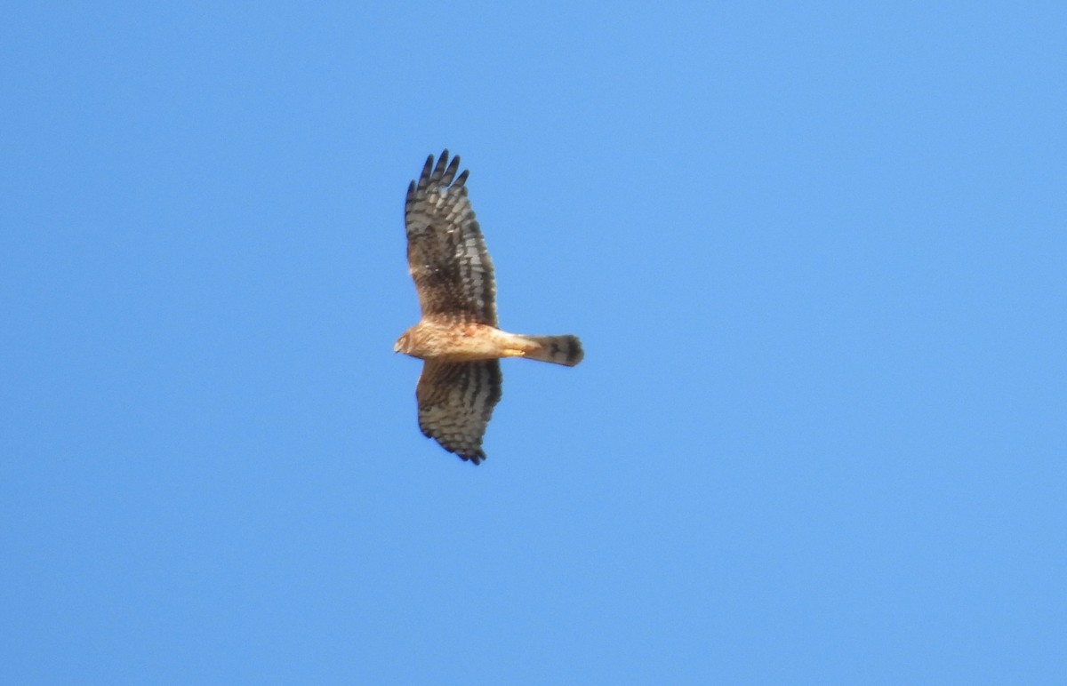 Northern Harrier - ML647326287