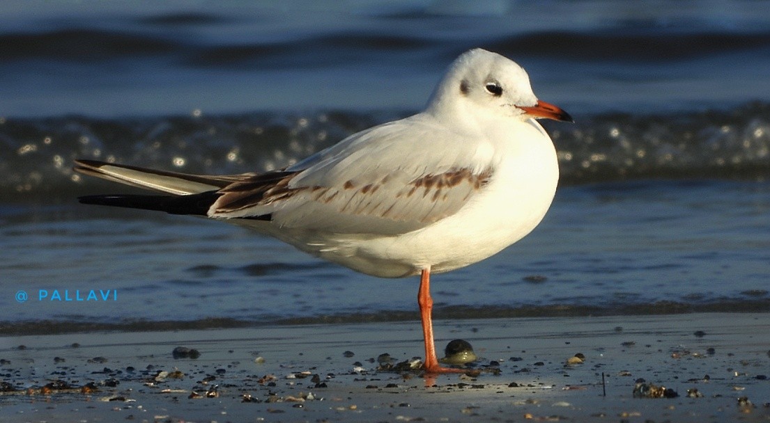 Black-headed Gull - ML647326288