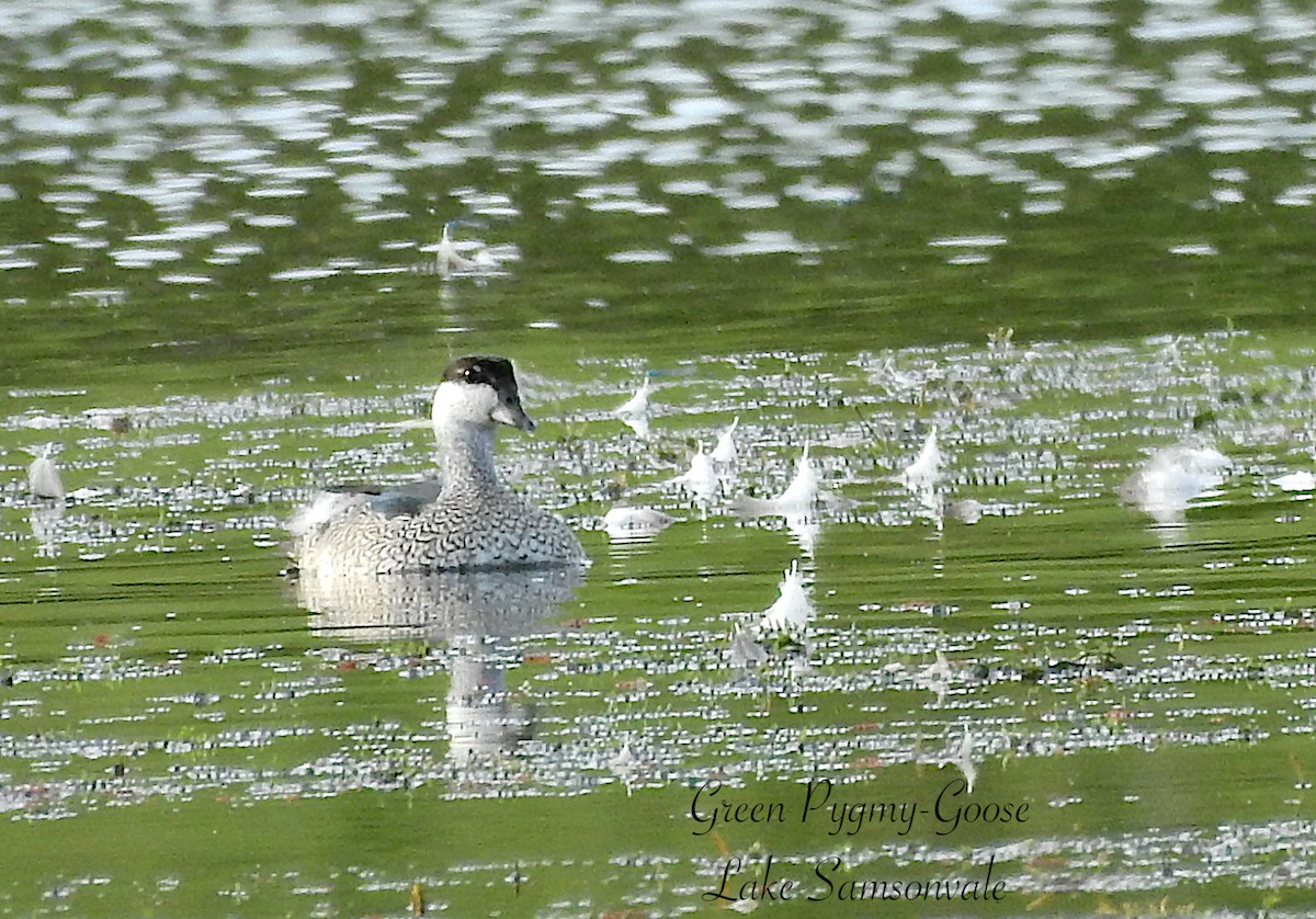 Чирянка-крихітка чорношия - ML647326289