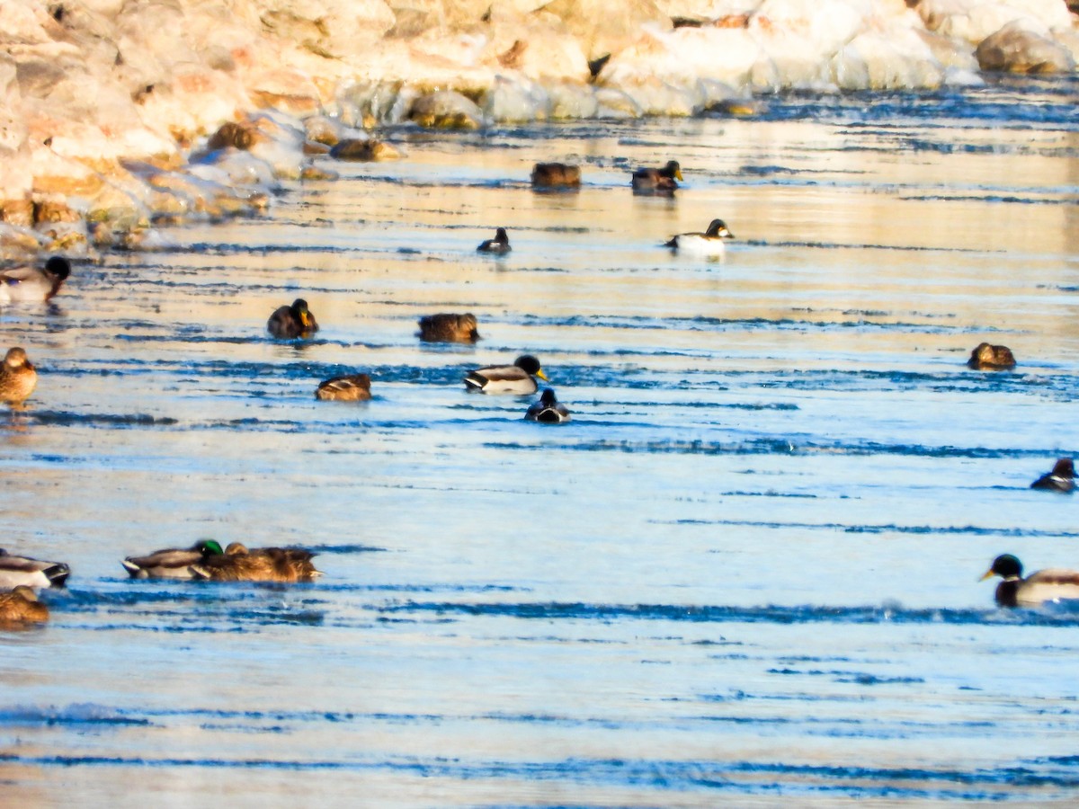 Mallard - ML647326292