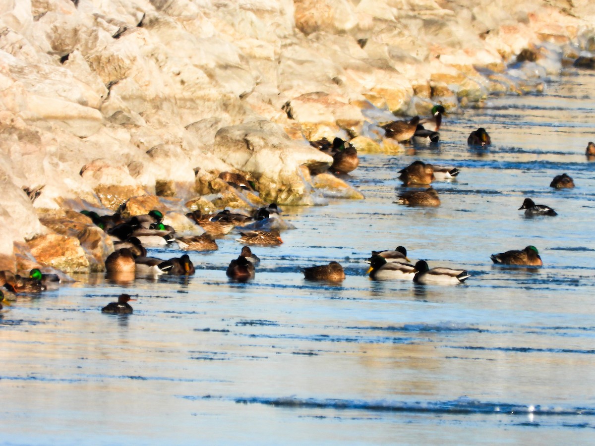 Mallard - ML647326293