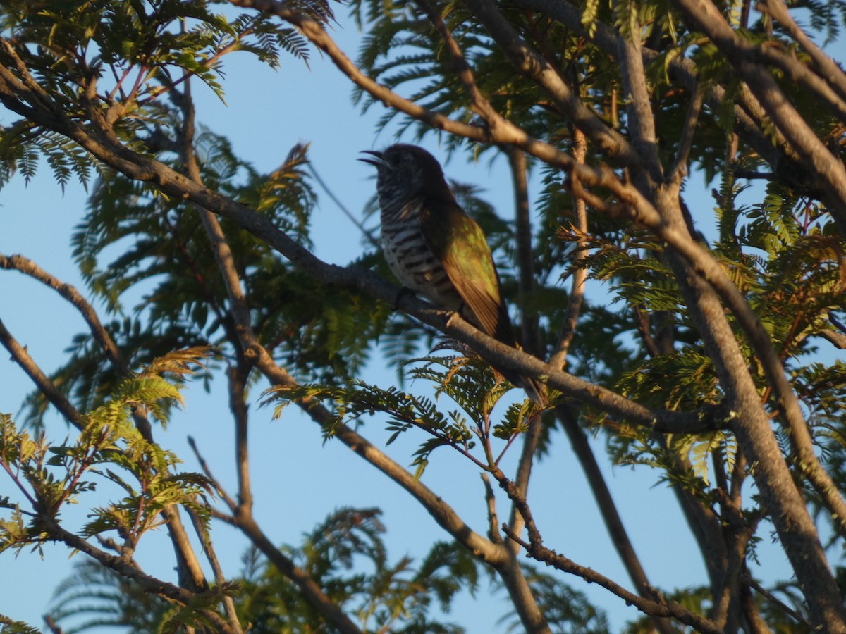 Shining Bronze-Cuckoo - ML647326294