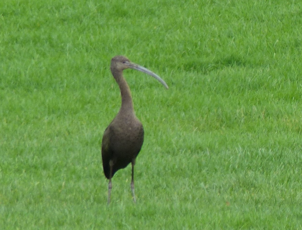Glossy/White-faced Ibis - ML647326296