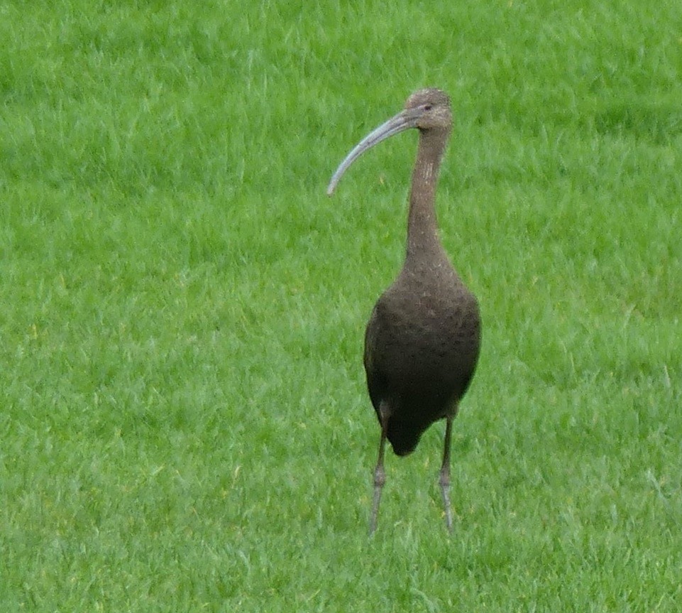 Glossy/White-faced Ibis - ML647326297