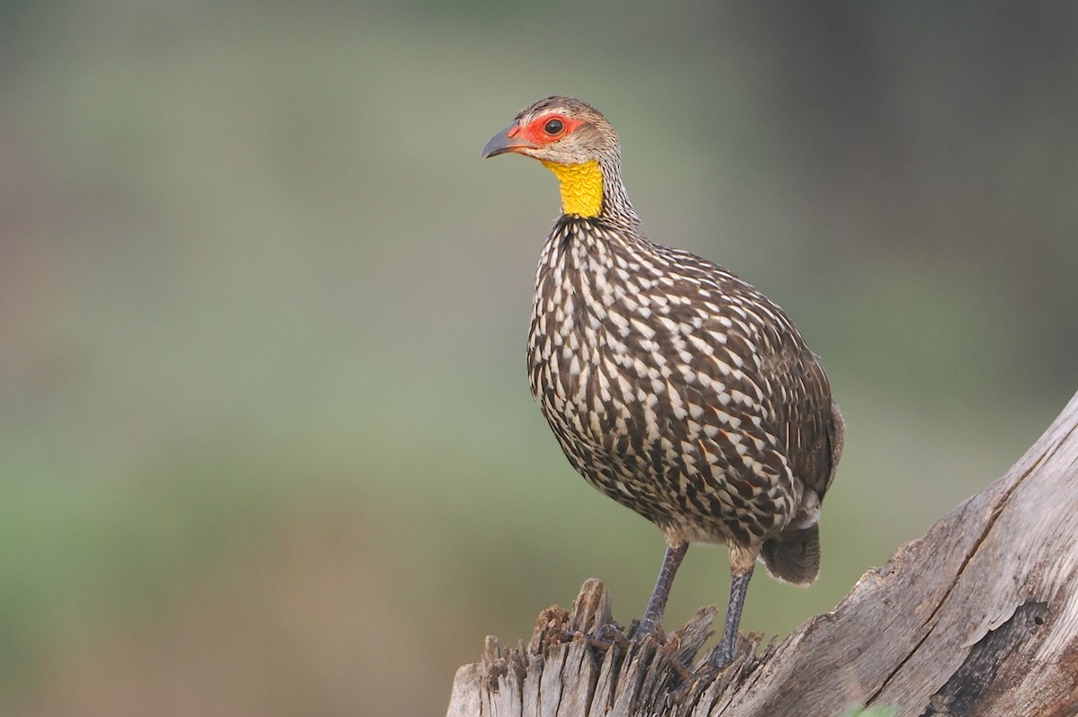 Yellow-necked Spurfowl - ML647326299