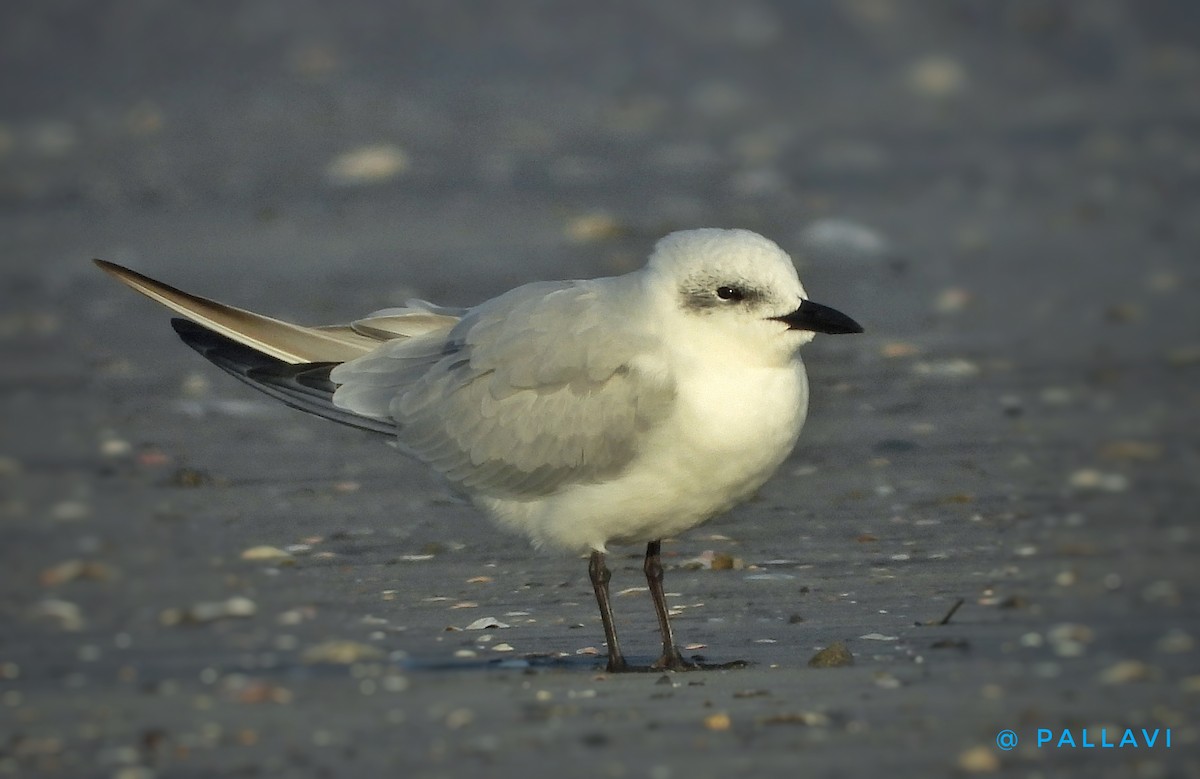 Gull-billed Tern - ML647326301