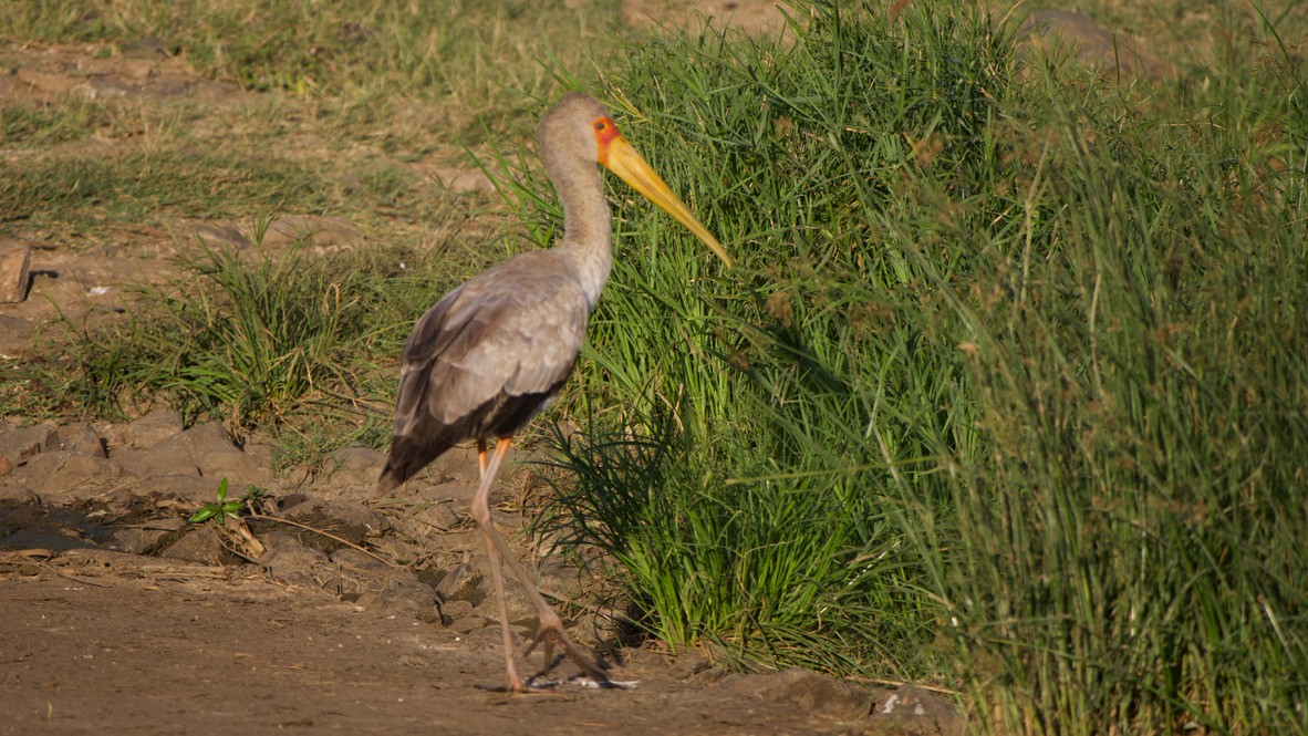 Yellow-billed Stork - ML647326302