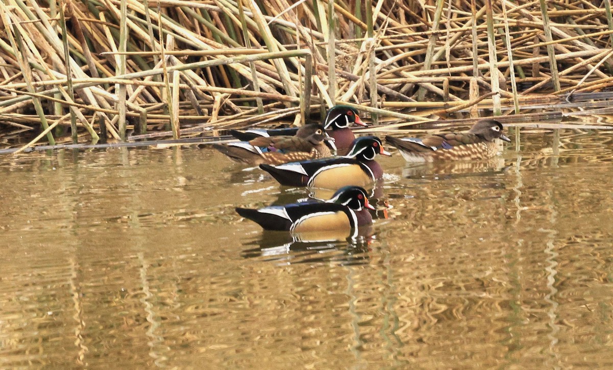 Ahate karolinarra - ML647326316