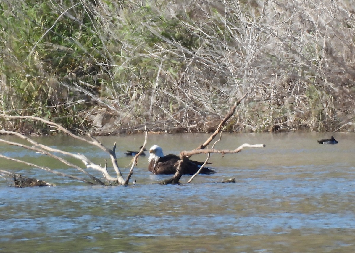 Bald Eagle - ML647326317