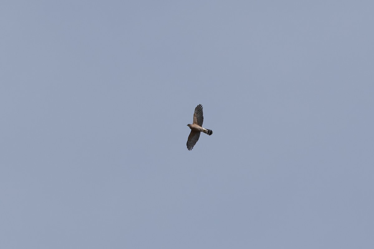 Cooper's Hawk - ML647326321