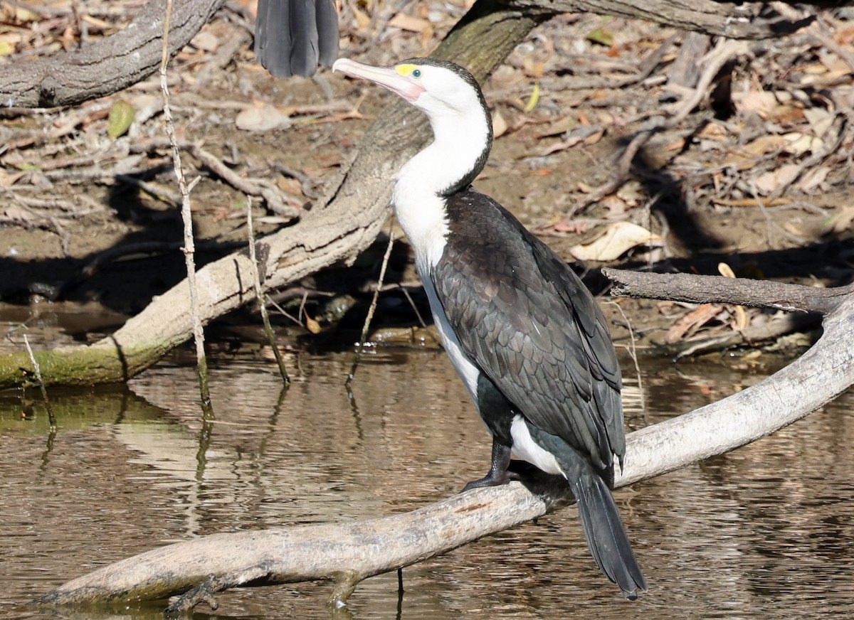 Pied Cormorant - ML647326322