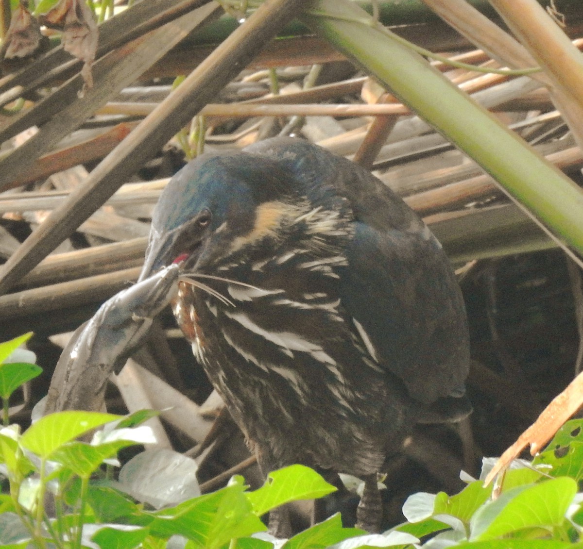 Black Bittern - ML647326329