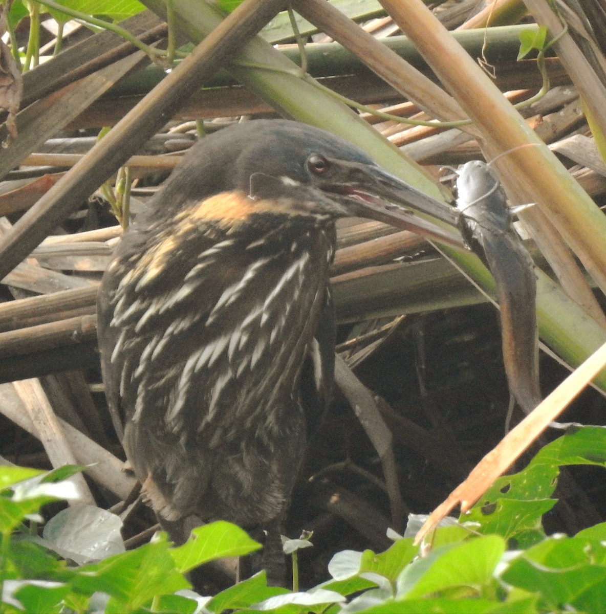 Black Bittern - ML647326330