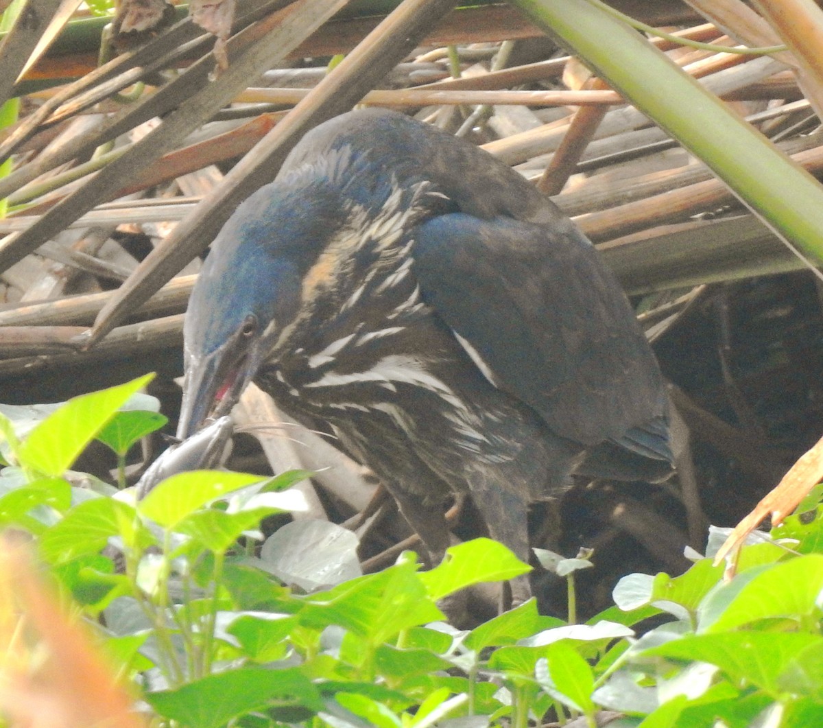 Black Bittern - ML647326331