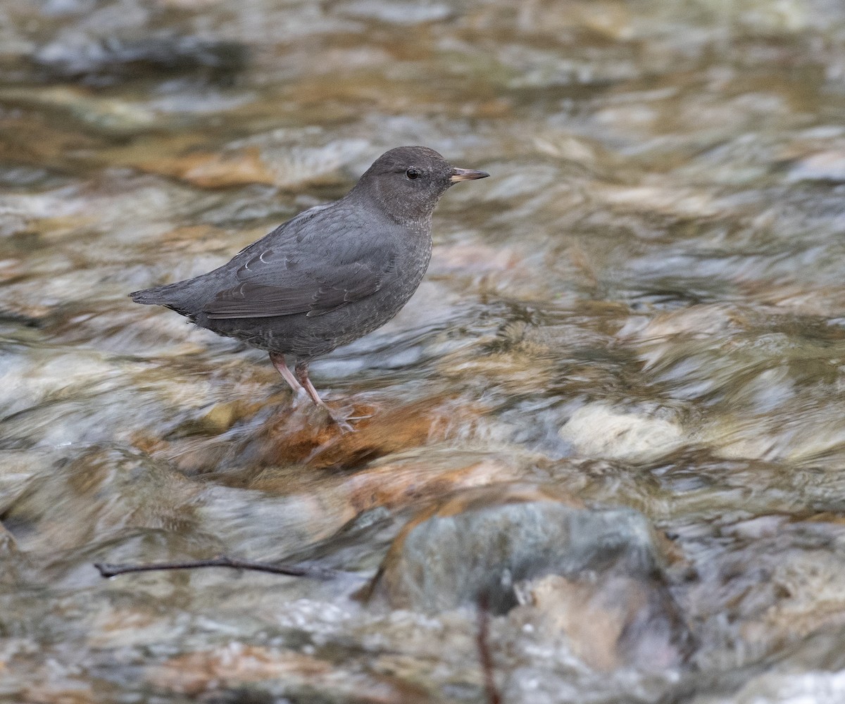 אמודאי אמריקני - ML647326335