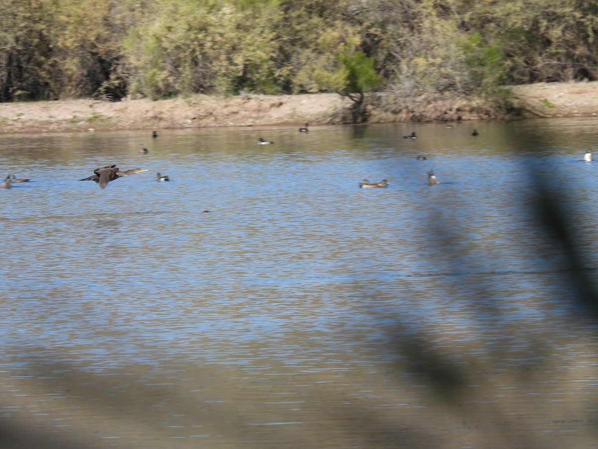 Double-crested Cormorant - ML647326338
