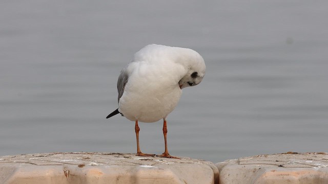 Gaviota Centroasiática - ML647326339